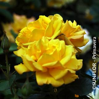©SUNFLOR - Primavera